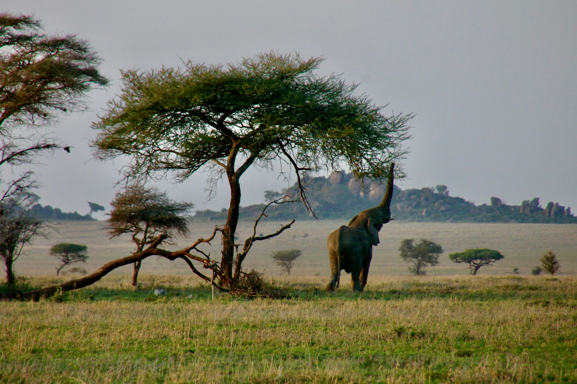 7 Days, Arusha, Arusha Park, Manyara, Ngorongoro & Serengeti
