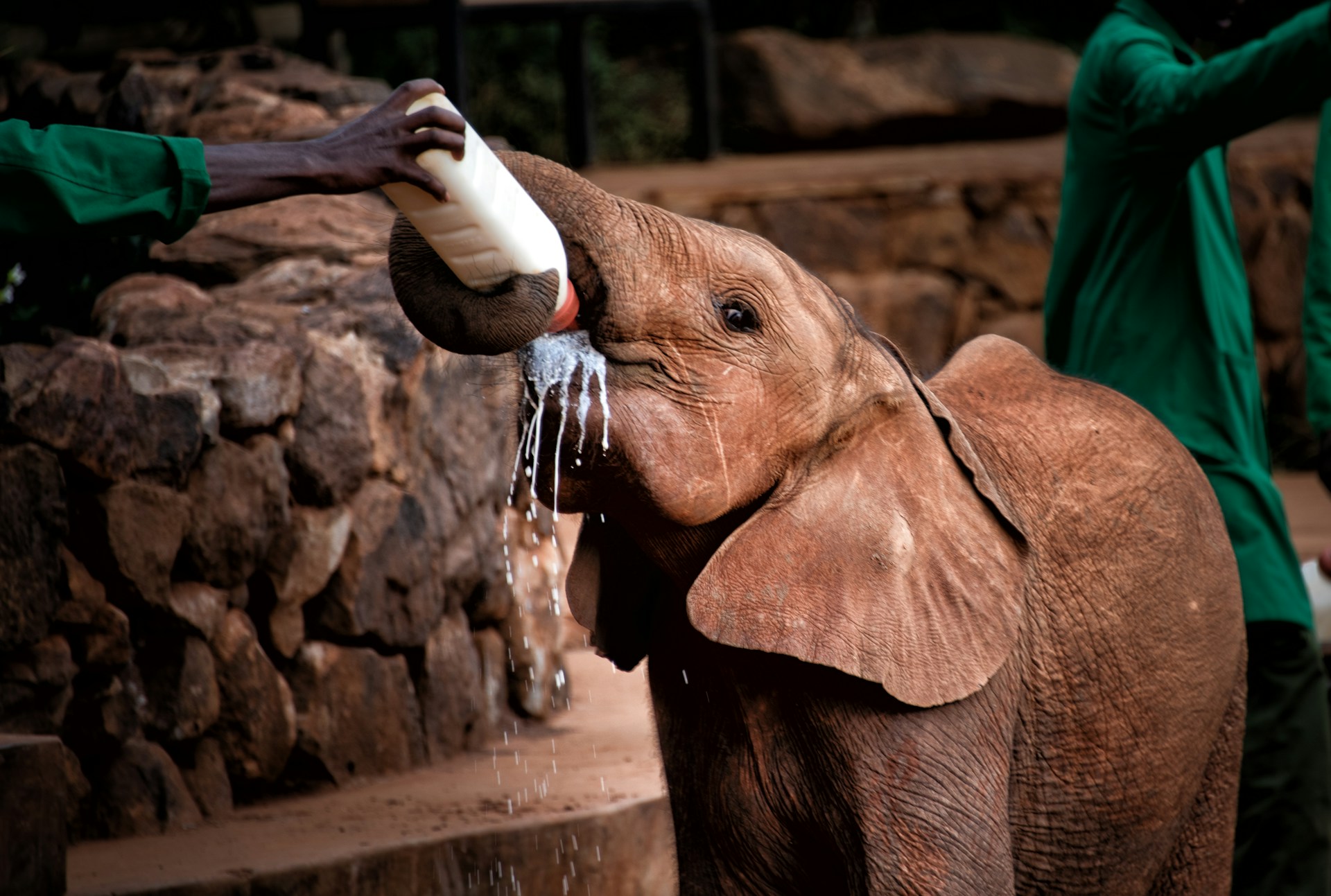 Sheldrick Wildlife Trust's Elephant Orphanage