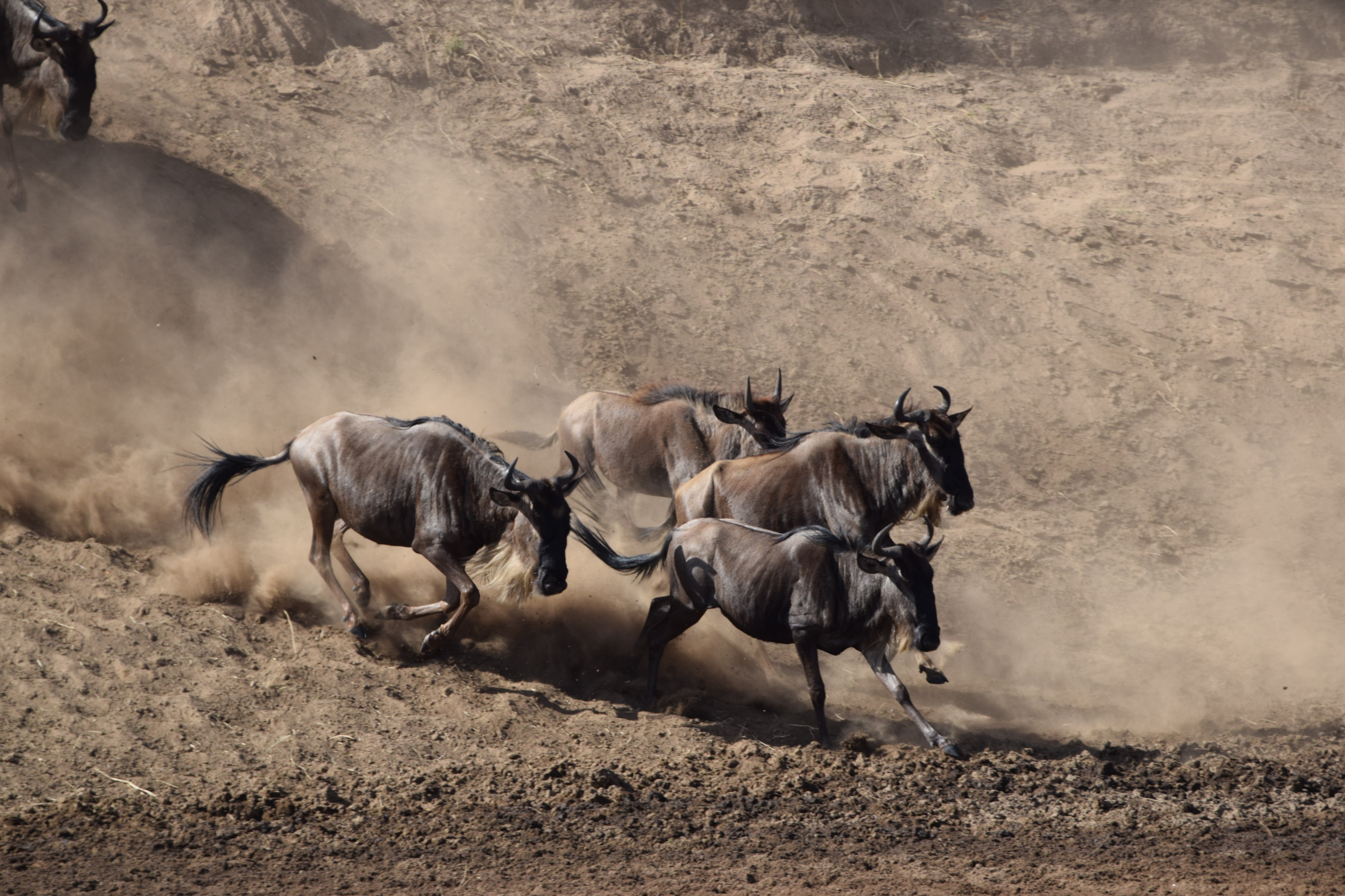 Wildebeest during the Great Migration