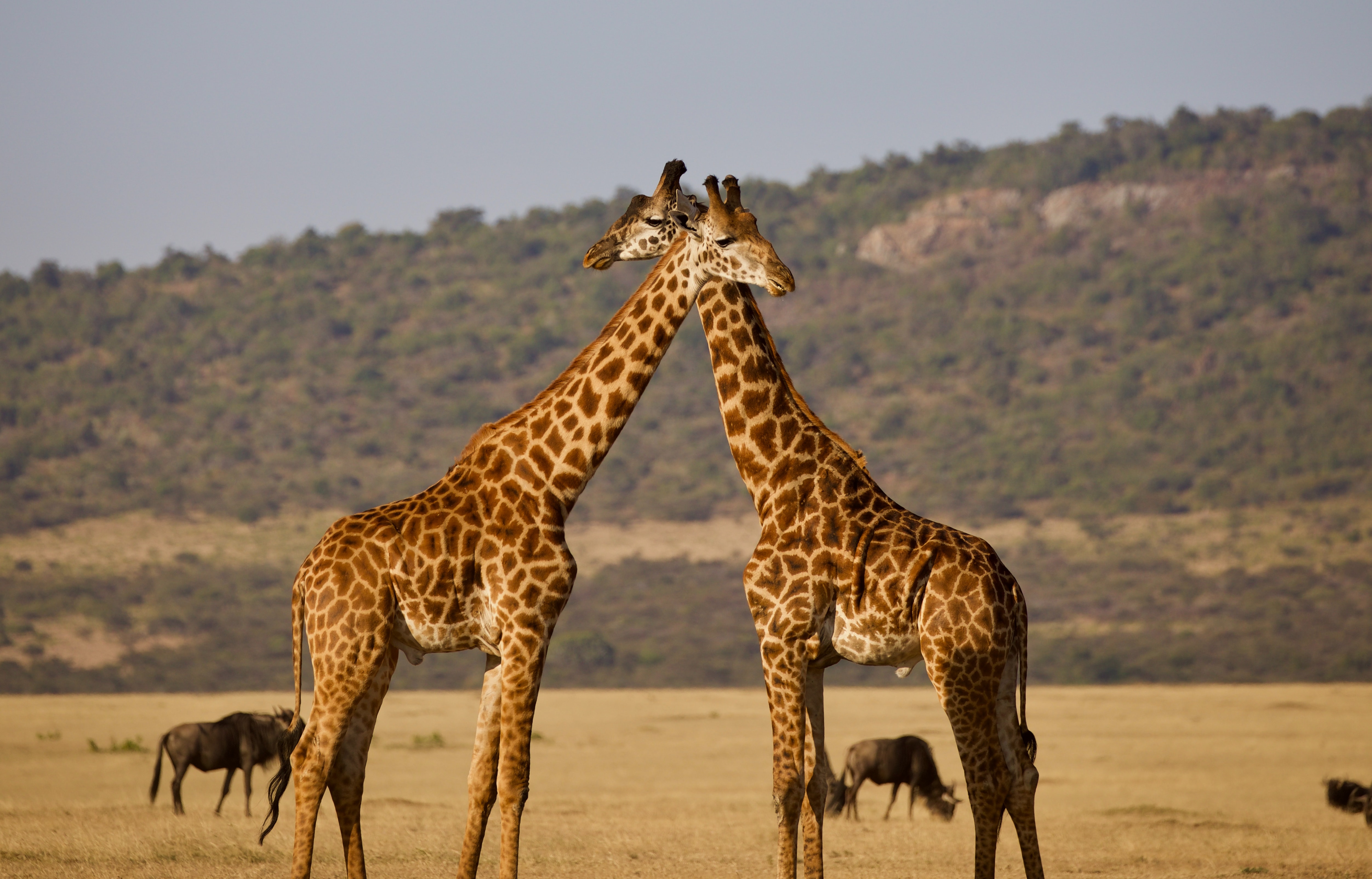 6 Days Northern Tanzania Safari