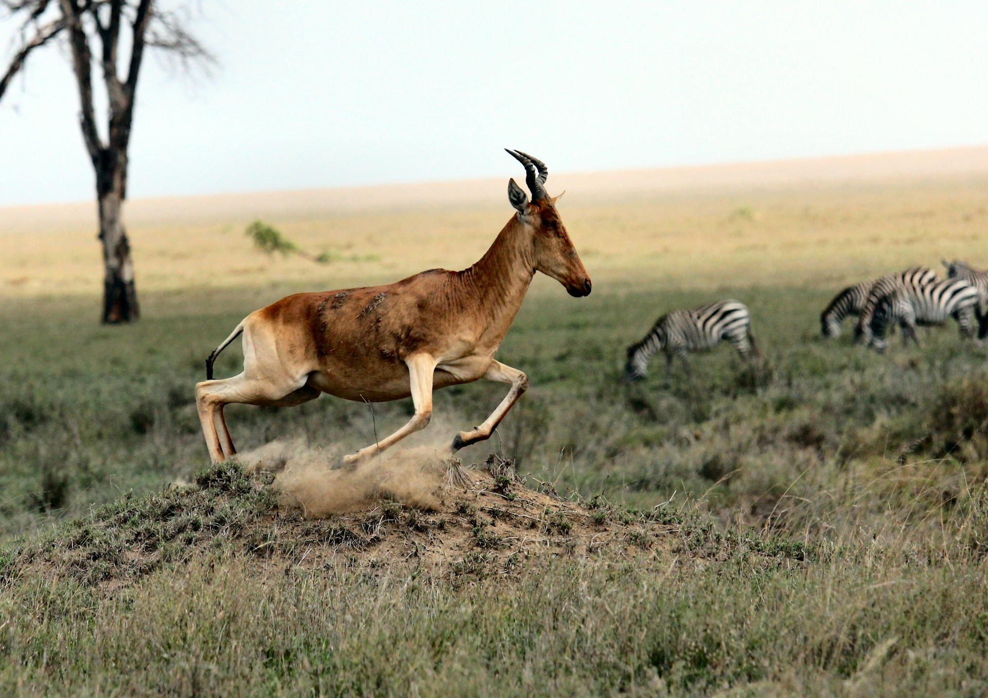 Serengeti Central (Seronera)